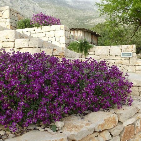 Kuca Za Odmor Viola Villa Zivogosce Ngoại thất bức ảnh